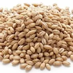 دانه گندم مرغوب و درشت تقویت معده و درمان کم خونی دارالشفاء